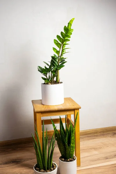 Moderne Trendige Pflanzen Sansevieria Cylindrica Zeylanica Zamioculcas Einem Weißen Topf — Stockfoto