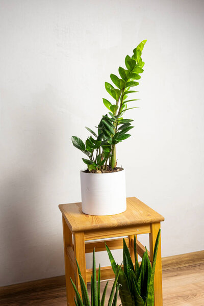 Modern trend plant zamioculcas in a white pot with free copy space for text on grey background, minimal home design