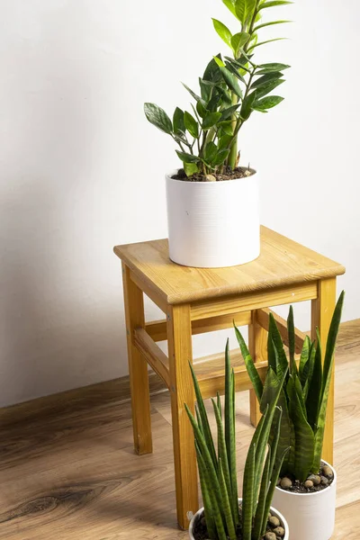 在木制凳子上的一个白色罐子里放着现代最流行的兰花 泽兰花 番茄红花植物 带有灰色背景的文本的免费复制空间 最小的家庭设计 — 图库照片