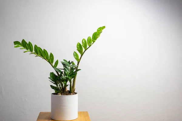 Moderne Trendpflanze Zamioculcas Weißen Topf Mit Freiem Kopierraum Für Text Stockfoto