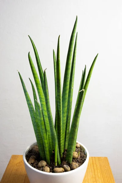 Moderne Trendpflanze Sansevieria Cylindrica Weißen Topf Mit Freiem Kopierraum Für Stockbild