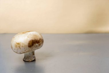 Gri arkaplanda Şampiyon mantarı ve metin için ücretsiz bir kopyası