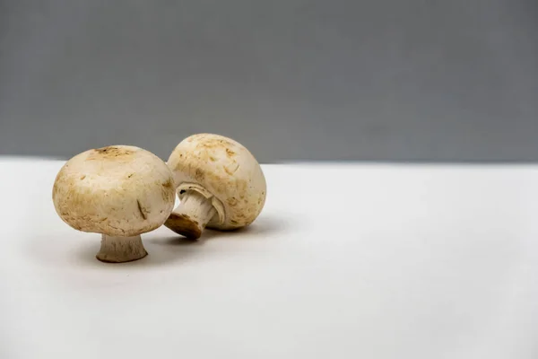 Champignons Mushrooms White Gray Background Free Copy Text — Stock Photo, Image