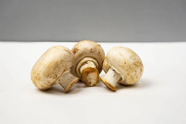 在白色灰色背景上的香菇 免费复制文本 — 图库照片