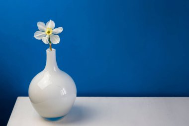 Mavi bir arkaplan üzerinde nergis narsisus çiçekleri çiçek buketi cam bir vazoda metin için kopyalama alanı