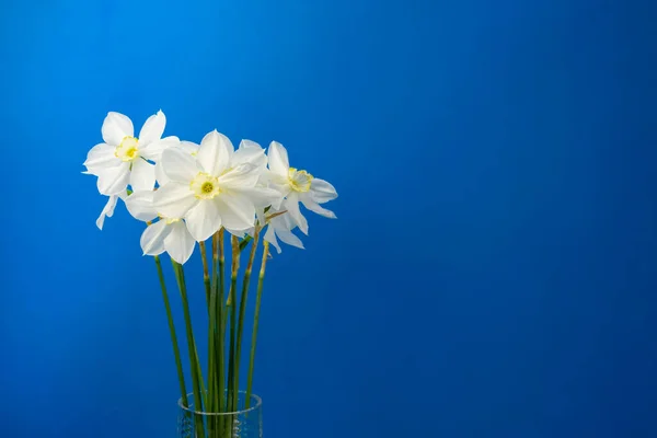 Daffodilナルシス花花束上の青い背景隔離されたコピースペースのためにテキスト — ストック写真