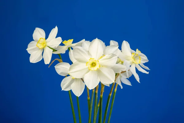 Bouquet Fleurs Narcisses Jonquille Sur Fond Bleu Espace Copie Isolé — Photo