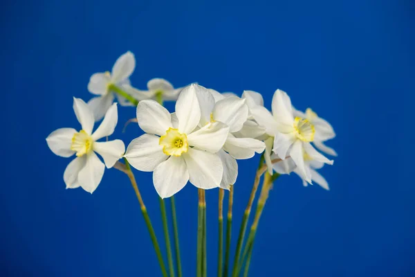 Daffodil Narcissus Flores Buquê Fundo Azul Isolado Espaço Cópia Para — Fotografia de Stock