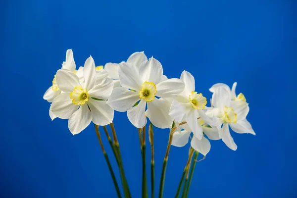 Daffodil Narcissus Flores Buquê Fundo Azul Isolado Espaço Cópia Para — Fotografia de Stock