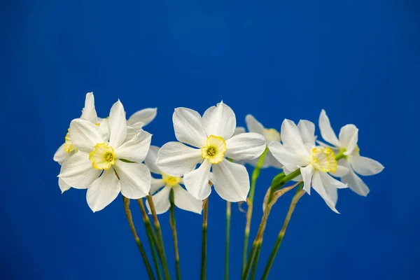 Bouquet Fleurs Narcisses Jonquille Sur Fond Bleu Espace Copie Isolé — Photo