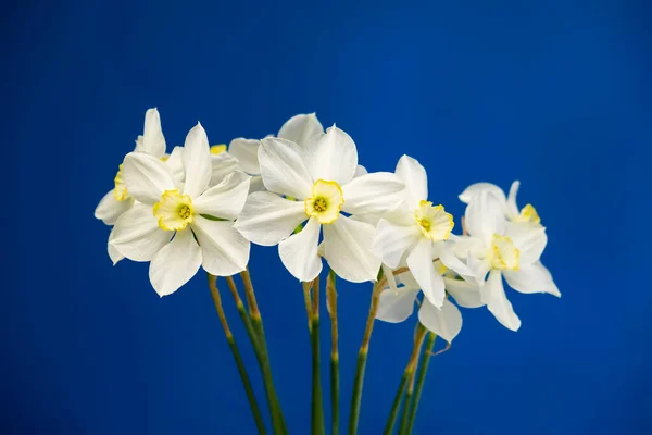 Bouquet Fleurs Narcisses Jonquille Sur Fond Bleu Espace Copie Isolé — Photo