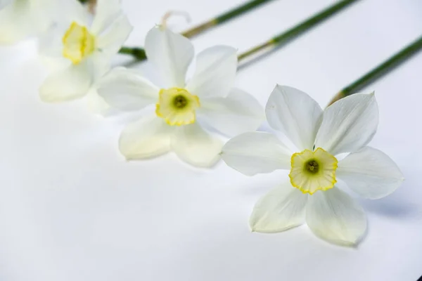 Bouquet Fleurs Narcisses Jonquille Sur Fond Bleu Pour Copier Texte — Photo