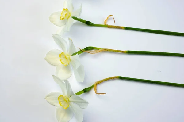 Bouquet Fleurs Narcisses Jonquille Sur Fond Bleu Pour Copier Texte — Photo