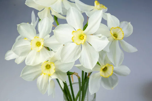 Daffodil Narcissus Flowers Bouquet Blue Background Copy Space Text Glass — Stock Photo, Image