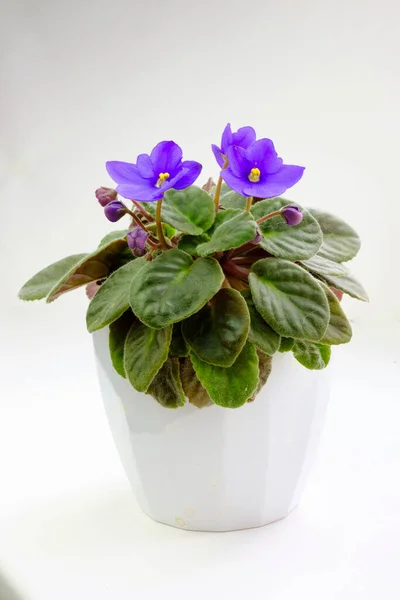 Topfblüte Blühende Afrikanische Blauviolette Viola Streptocarpus Saintpaulia Blüten Isoliert Auf — Stockfoto