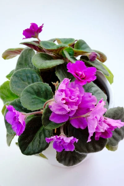 Floraison Pot Floraison Africaine Violette Alto Streptocarpus Saintpaulia Fleurs Isolées — Photo