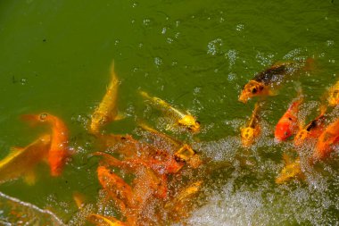 Japon Çin usulü bir bahçede havuzda yüzen altın ve kırmızı sazan koi balığı.