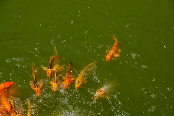 Zlaté Červené Kapry Koi Ryby Plavání Rybníku Japonském Stylu Zahrady — Stock fotografie