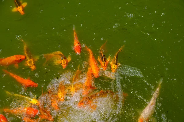 Золотые Красные Карпы Кои Рыбы Плавают Пруду Японском Саду Китайском — стоковое фото