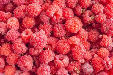 Olgun ahududu meyveleri, sağlıklı yaz meyveleri. Kırmızı zemin üzerinde kırmızı kırmızı ahududu deseni düz yatar metin için ücretsiz kopya alanı ile