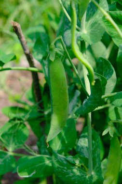 Kabuklu yeşil bezelyeler yatakta toplanıyor, yazın doğal organik bezelyeler filizleniyor. 