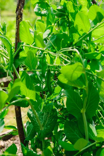 Grüne Erbsen Hülsen Ernten Auf Dem Beet Natürliche Bio Erbsen — Stockfoto