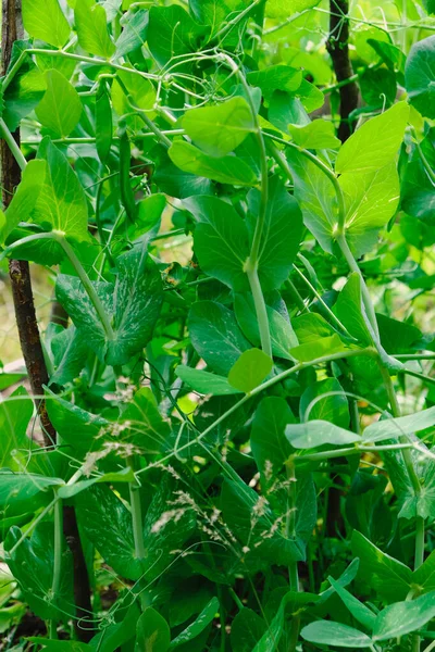 Grüne Erbsen Hülsen Ernten Auf Dem Beet Natürliche Bio Erbsen — Stockfoto