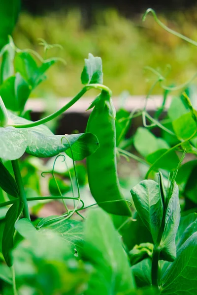 Green Peas Pods Harvest Bed Natural Organic Pea Sprouts Summer — Stock Photo, Image