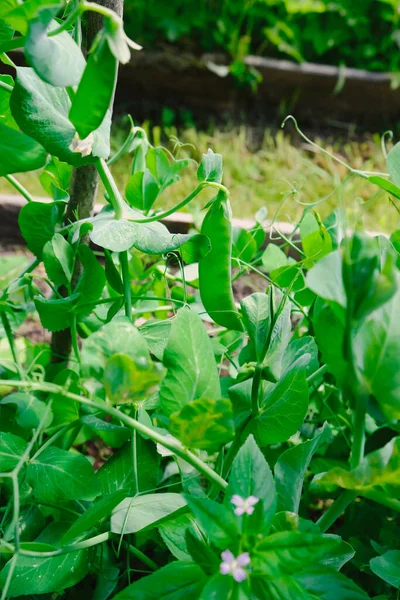 Grüne Erbsen Hülsen Ernten Auf Dem Beet Natürliche Bio Erbsen — Stockfoto