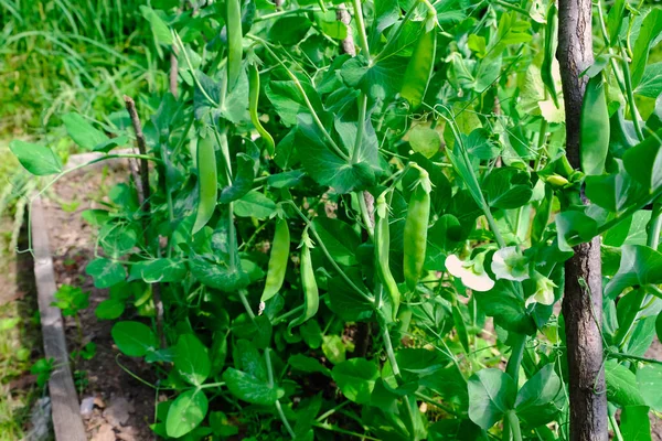 Grüne Erbsen Hülsen Ernten Auf Dem Beet Natürliche Bio Erbsen — Stockfoto