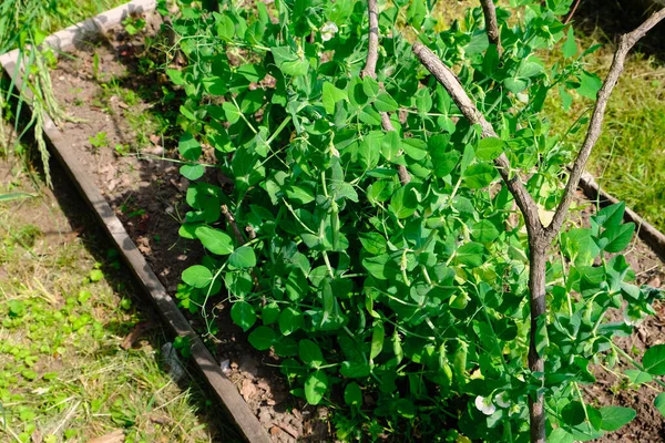 Grüne Erbsen Hülsen Ernten Auf Dem Beet Natürliche Bio Erbsen — Stockfoto