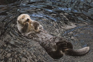 A sea otter kalan swims in the water on its back and washes clipart