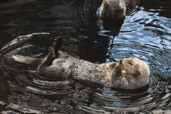 Een Zeeotter Kalan Zwemt Het Water Zijn Rug Wast — Stockfoto