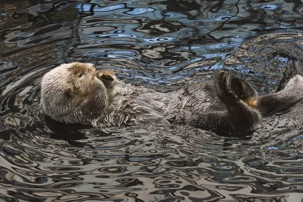 Una Nutria Marina Kalan Nada Agua Espalda Lava — Foto de Stock