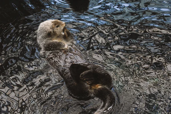 Ein Seeotter Kalan Schwimmt Auf Dem Rücken Wasser Und Wäscht — Stockfoto