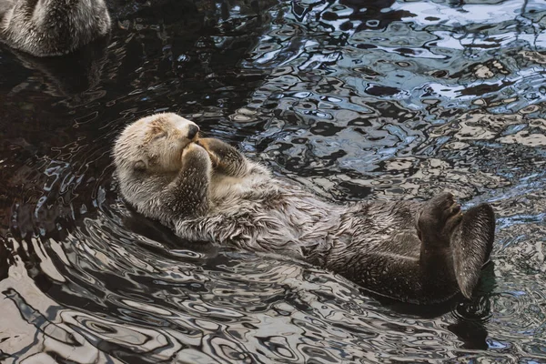 Una Nutria Marina Kalan Nada Agua Espalda Lava — Foto de Stock