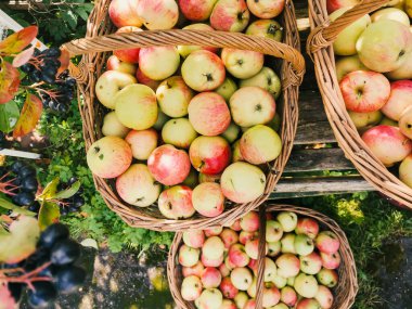 Olgun bahçe organik yeşil elmalar hasır sepette ve siyah Rowan, bahçedeki dalda siyah dağ külleri, sonbaharda boğaz üzümü, sonbaharda hasat.