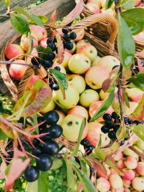 Olgun bahçe organik yeşil elmalar hasır sepette ve siyah Rowan, bahçedeki dalda siyah dağ külleri, sonbaharda boğaz üzümü, sonbaharda hasat.