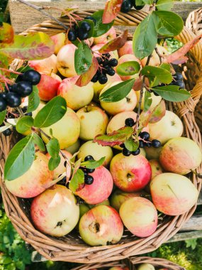 Olgun bahçe organik yeşil elmalar hasır sepette ve siyah Rowan, bahçedeki dalda siyah dağ külleri, sonbaharda boğaz üzümü, sonbaharda hasat.