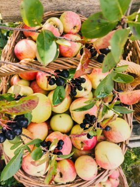 Olgun bahçe organik yeşil elmalar hasır sepette ve siyah Rowan, bahçedeki dalda siyah dağ külleri, sonbaharda boğaz üzümü, sonbaharda hasat.