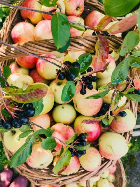 Olgun bahçe organik yeşil elmalar hasır sepette ve siyah Rowan, bahçedeki dalda siyah dağ külleri, sonbaharda boğaz üzümü, sonbaharda hasat.