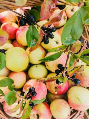 Olgun bahçe organik yeşil elmalar hasır sepette ve siyah Rowan, bahçedeki dalda siyah dağ külleri, sonbaharda boğaz üzümü, sonbaharda hasat.