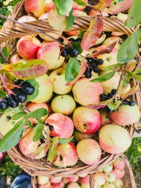 Olgun bahçe organik yeşil elmalar hasır sepette ve siyah Rowan, bahçedeki dalda siyah dağ külleri, sonbaharda boğaz üzümü, sonbaharda hasat.