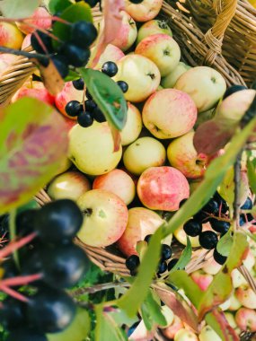 Olgun bahçe organik yeşil elmalar hasır sepette ve siyah Rowan, bahçedeki dalda siyah dağ külleri, sonbaharda boğaz üzümü, sonbaharda hasat.
