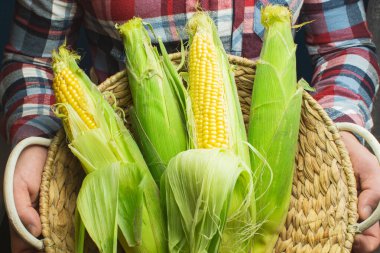 Koçandaki organik taze çiftlik mısırı bir erkeğin elinde çiftçi, sonbahar hasadı tutuyor sarı mısır, Meksika Amerikan hasadı 