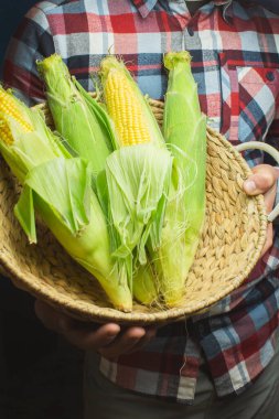 Koçandaki organik taze çiftlik mısırı bir erkeğin elinde çiftçi, sonbahar hasadı tutuyor sarı mısır, Meksika Amerikan hasadı 