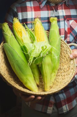 Koçandaki organik taze çiftlik mısırı bir erkeğin elinde çiftçi, sonbahar hasadı tutuyor sarı mısır, Meksika Amerikan hasadı 