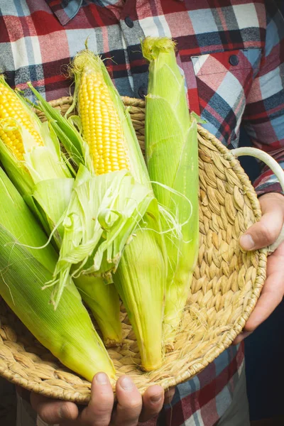 Organic Fresh Farm Corn Cob Man Male Hands Farmer Hold — Stock Photo, Image