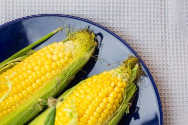 Koçandaki organik taze çiftlik mısırı, metin için bedava kopya alanı, sarı mısır çerçevesi maketi, yukarıdan düz manzara, sonbahar hasat