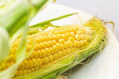 Koçandaki organik taze çiftlik mısırı, metin için bedava kopya alanı, sarı mısır çerçevesi maketi, yukarıdan düz manzara, sonbahar hasat